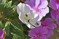 Stingless bees on Silverleafed Princess flower, Tibouchina mutabilis, on garden Royalty Free Stock Photo