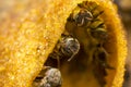 Stingless bees stand front of nest, Stingless bees gathered on nest hole, close up stingless bee on nest,  Thailand Royalty Free Stock Photo