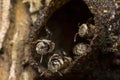 Stingless bees stand front of nest, Stingless bees gathered on nest hole, close up stingless bee on nest,  Thailand Royalty Free Stock Photo