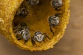 Stingless bees stand front of nest, Stingless bees gathered on nest hole, close up stingless bee on nest, Thailand Royalty Free Stock Photo