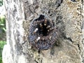 Stingless bees, trigona Geniotrigona thoracica hive on wood