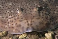 Stingray Royalty Free Stock Photo