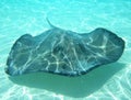 Stingray Royalty Free Stock Photo