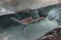 Stingray in a aquarium at the Rotterdam Blijdorp Zoo in the Netherlands Royalty Free Stock Photo