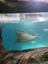 Stingray aquarium zoo Gatlinburg Tennessee