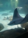 Stingray aquarium zoo Gatlinburg Tennessee