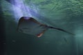 Stingray beautiful fish swimming in the aquarium