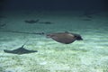 Stingray beautiful fish swimming in the aquarium