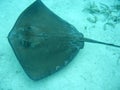 Stingray in belize central america