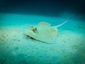 Stingray on the bottom of the ocean, Indonesia Royalty Free Stock Photo