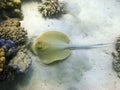 Stingray and coral reef Royalty Free Stock Photo