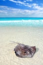 Stingray Dasyatis americana in Caribbean beach Royalty Free Stock Photo