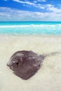 Stingray Dasyatis americana in Caribbean beach Royalty Free Stock Photo