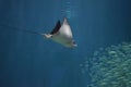 Stingray Diving Deep Towards a School of Fish Royalty Free Stock Photo