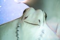 Stingray East American bull, American cownose ray, floating on a blue background. Marine life, fish