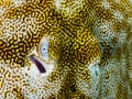 Stingray Eyes, Closeup