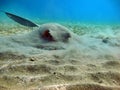 Stingray. Feathertail stingray (Pastinachus sephen) . Royalty Free Stock Photo