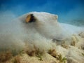 Stingray. Feathertail stingray (Pastinachus sephen) . Royalty Free Stock Photo