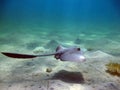 Stingray. Feathertail stingray (Pastinachus sephen) . Royalty Free Stock Photo