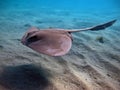 Stingray. Feathertail stingray (Pastinachus sephen) . Royalty Free Stock Photo