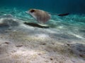 Stingray. Feathertail stingray (Pastinachus sephen) . Royalty Free Stock Photo