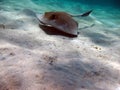 Stingray. Feathertail stingray (Pastinachus sephen) . Royalty Free Stock Photo