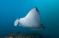 Stingray fish from Australia is the true owner of the seas. stingray, colorful, umbrella, scuba