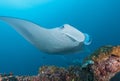 Stingray fish from Australia is the true owner of the seas. stingray, colorful, umbrella, scuba