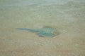 Stingray fish swimming in the shallow sea water. Royalty Free Stock Photo