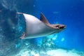 A stingray fish swims in the sea. Photo underwater