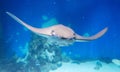 A stingray fish swims in the sea. Photo underwater