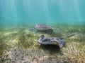 Stingray, fish and turtle