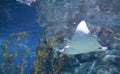 Stingray fishes swimming in the aquarium