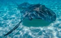 Stingray in the Grand Cayman, Cayman Islands