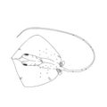 Stingray hand drawn sketch illustrations of engraved line