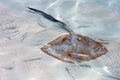 Stingray Royalty Free Stock Photo