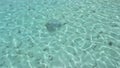 Stingray in the Indian Ocean Maldives shallow water