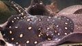 Stingray leopoldi on the sandy bottom of the aquarium swims, potamotrygon leopoldi, Marine life,