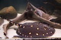 Stingray leopoldi on a sandy bottom among snags fish, potamotrygon leopoldi. Marine life Royalty Free Stock Photo