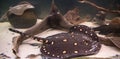 Stingray leopoldi on a sandy bottom among snags fish, potamotrygon leopoldi. Marine life Royalty Free Stock Photo