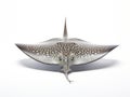 Stingray Made With Generative AI illustration