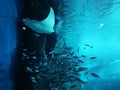 Stingray and many small fishes in Aquarium Royalty Free Stock Photo