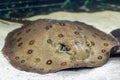 Stingray motoro Potamotrygon motoro in an aquarium on a sandy bottom