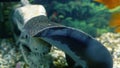 Stingray motoro Potamotrygon motoro in an aquarium on a sandy bottom