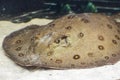 Stingray motoro Potamotrygon motoro in an aquarium on a sandy bottom