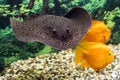 Stingray motoro Potamotrygon motoro in an aquarium on a sandy bottom