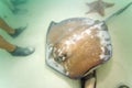 Stingray in murky water Royalty Free Stock Photo