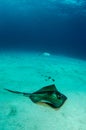 Stingray Royalty Free Stock Photo