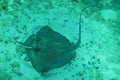 Stingray Underwater in the Bahamas