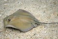 Stingray on the sea bed Royalty Free Stock Photo